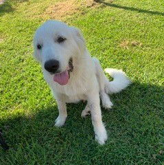 Winston