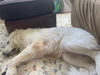 Winston