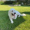 Winston
