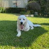 Winston