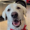 adoptable Dog in garland, TX named Lola
