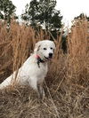 Pippa