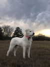 Pippa