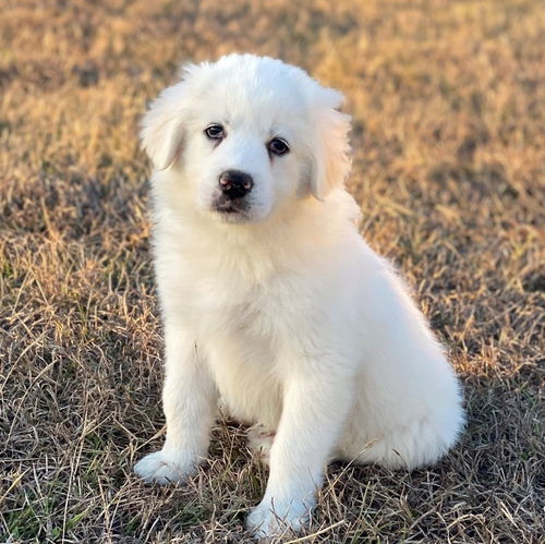 Trixie