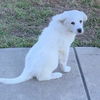 Trixie
