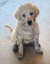 Trixie
