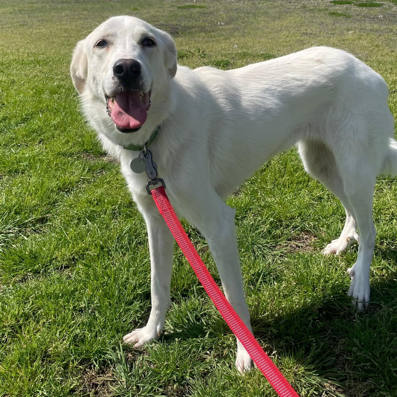 adoptable Dog in Garland, TX named India