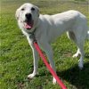 adoptable Dog in garland, TX named India
