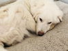 Polar