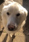Polar