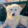 Polar