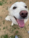 Chloe