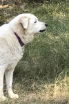 Lilly Pearl