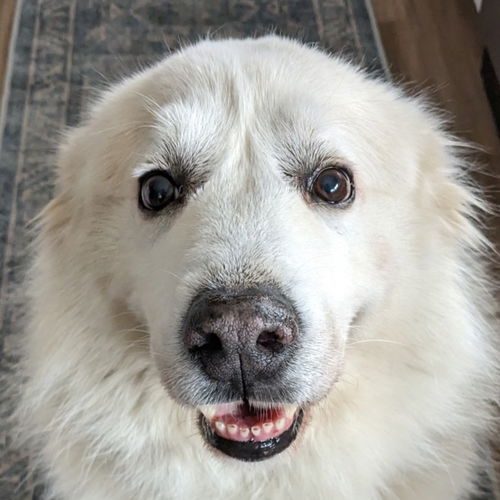 Amelia
