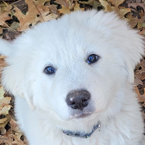 Dasher