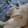Dasher