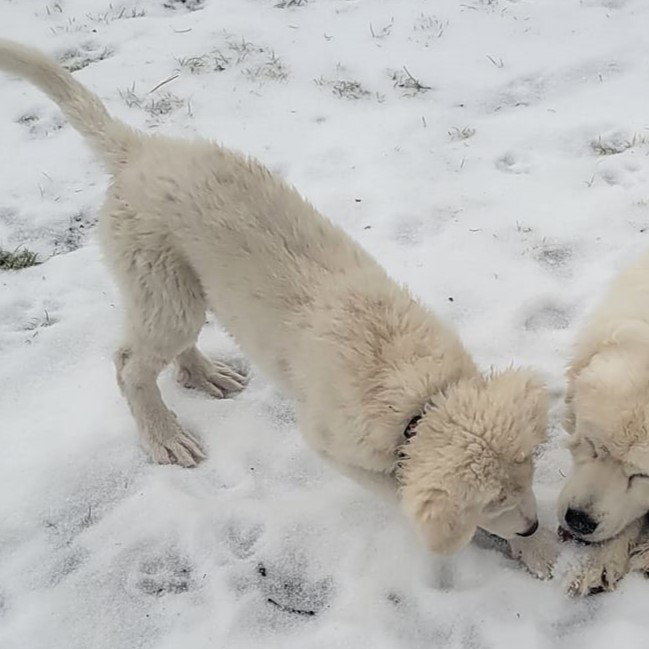 Dog for Adoption - Dasher, a Great Pyrenees in Greenville, TX | Alpha Paw