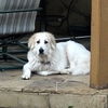 Buffy