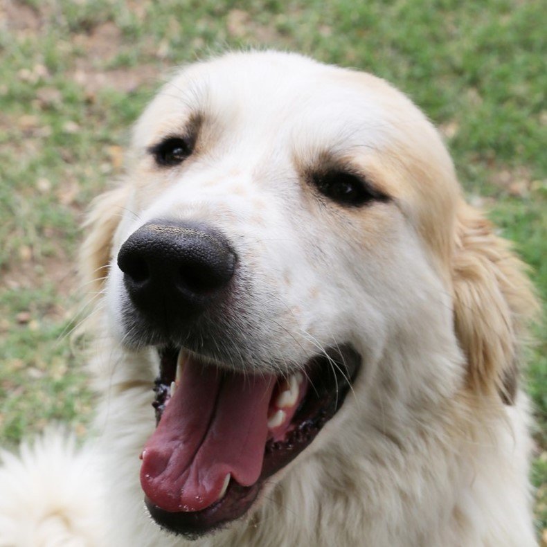 adoptable Dog in Garland, TX named Carson
