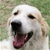 adoptable Dog in garland, tx, TX named Carson