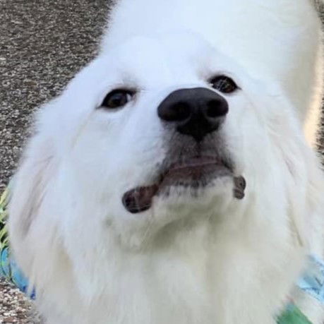 Daisy