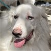 adoptable Dog in garland, TX named Briscoe
