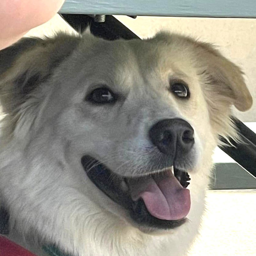 Great pyrenees australian cattle best sale dog mix