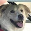 adoptable Dog in garland, TX named Juniper