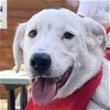 adoptable Dog in garland, TX named Bolt