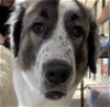 adoptable Dog in garland, TX named Mia