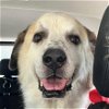 adoptable Dog in garland, TX named Opie