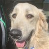adoptable Dog in garland, TX named Lahaina