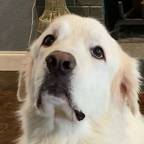 Toby