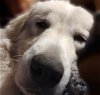 adoptable Dog in garland, TX named Mar-teeny