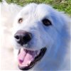 adoptable Dog in garland, TX named Rupert