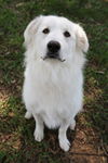 Rupert