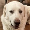 adoptable Dog in garland, TX named Miklos