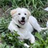 adoptable Dog in garland, TX named Kai
