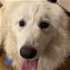 adoptable Dog in garland, TX named Vanna