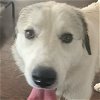 adoptable Dog in garland, TX named Rocky