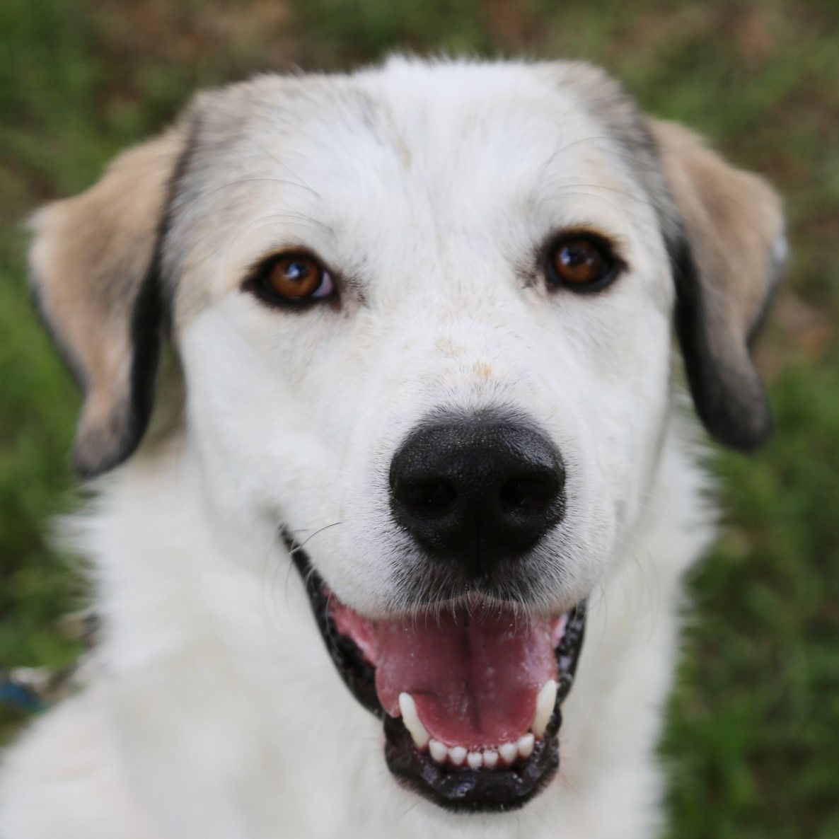 adoptable Dog in Garland, TX named Rocky