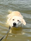 Bailey