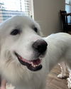 Benji