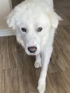 Benji