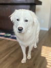 Benji