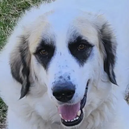 Lizzy - Great Pyrenees