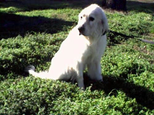 Charley
