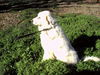 Charley