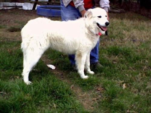 Gidget