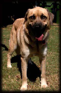 Sheba